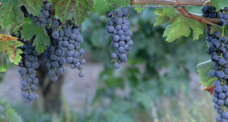 Las uvas concord tienen un profundo color azul y un gusto dulce.