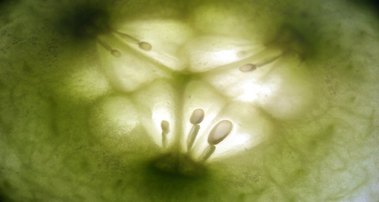 Germina las semillas de pepino adecuadamente para cultivar plantas saludables.
