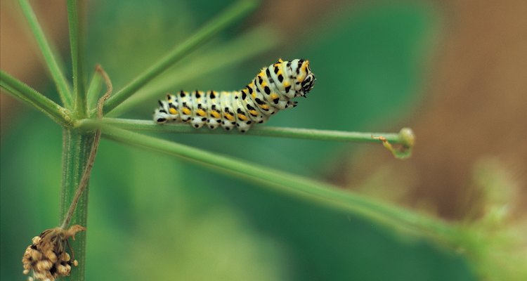 As lagartas comem árvores de plantas e árvores em sua área