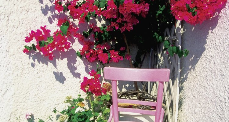 Bougainvillea adds colour and privacy.