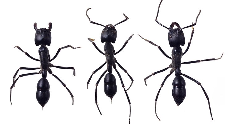 Formigas podem ser um problema para qualquer jardim