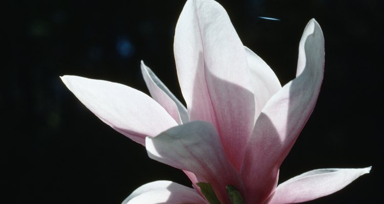 Magnólias florescem em perfumadas formas de taça no início da primavera