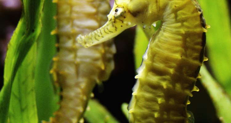 El animal más interesante entre las algas puede ser el dragón de mar de malezas, que es una especie de caballito de mar.