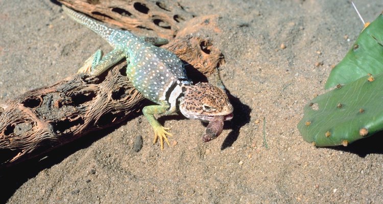 Existen varias especies de lagartijas en Georgia.