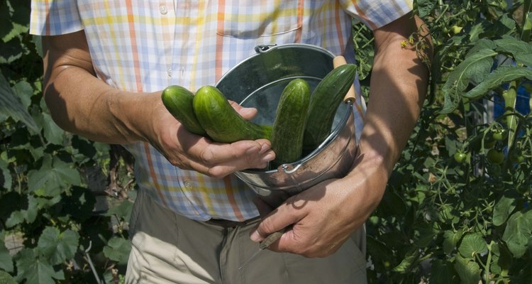 Los pepinos son fáciles de cultivar en enrejados en el jardín.