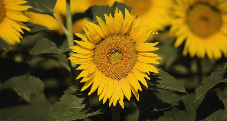 Como secar girassóis para arranjos florais