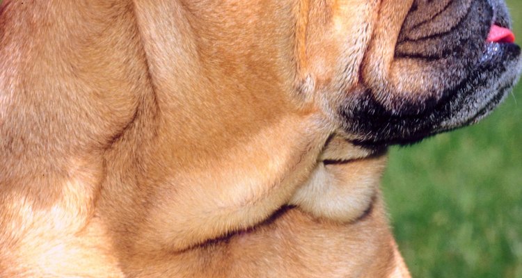 Mantén a las arrugas de tu bulldog secas y libres de infecciones.