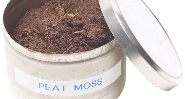 Una mezcla que contiene esfagno se puede usar como el medio para la germinación del caoba.