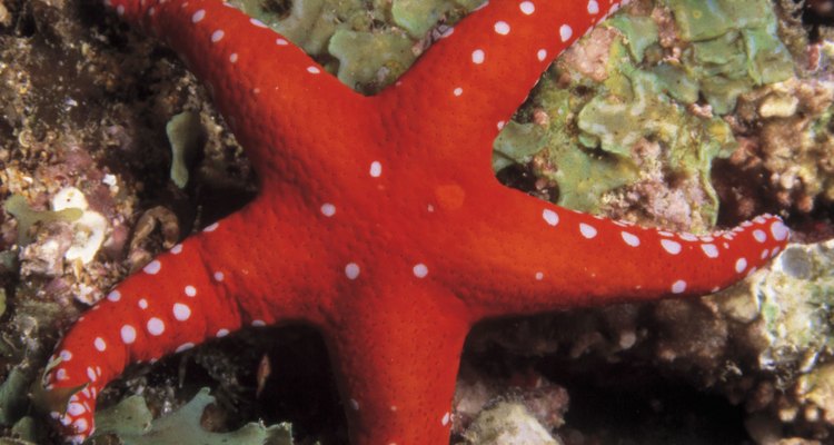 What Are Some Ways Starfish Adapt To Their Environment   57340844 