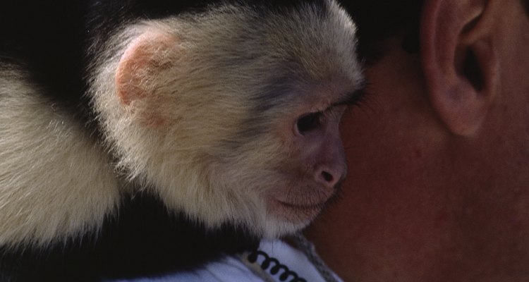 Criar um macaco-prego é um compromisso para a vida toda