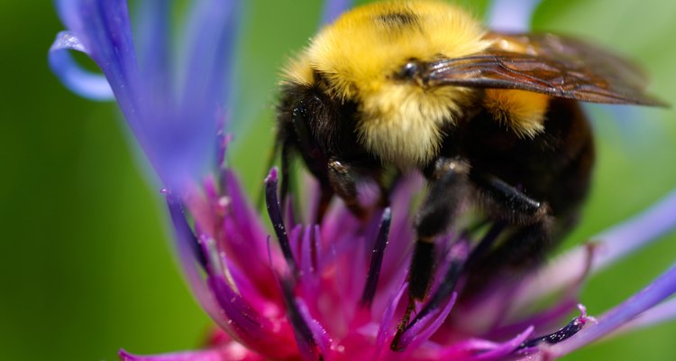 Una abeja sobre una flor.