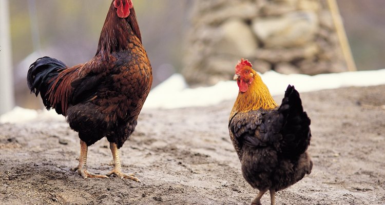 Os galos podem retirar as penas das galinhas por diversas razões