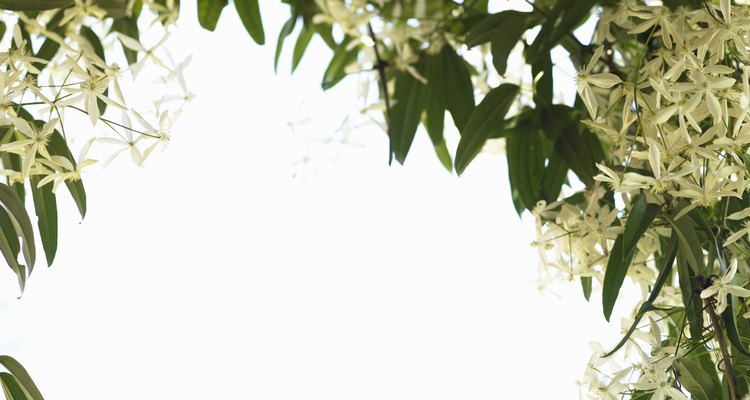 Leaves help you identify a type of clematis plant.