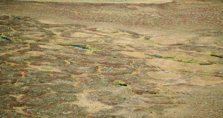 A tundra é um dos biomas mais frios