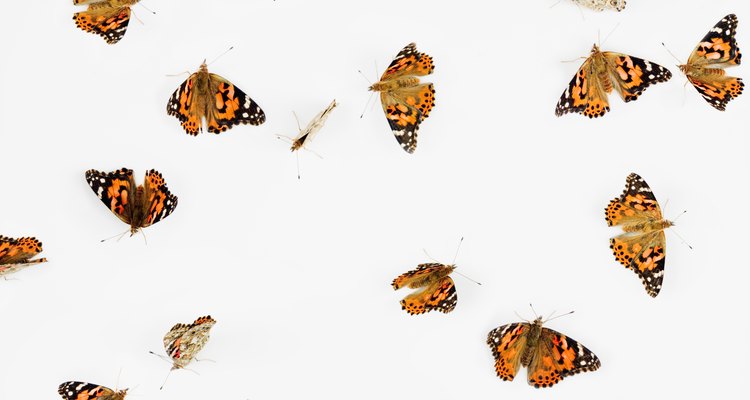 Las mariposas monarcas son venenosas y dañarán de manera severa a cualquier depredador que intente comerlas.