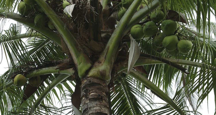 Algunas palmeras de cocos en Florida y en Texas desarrollan el amarillamiento letal.