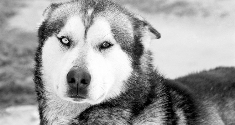 Los siberianos son perros domésticos y fueron originalmente criados para ser perros de trineo.