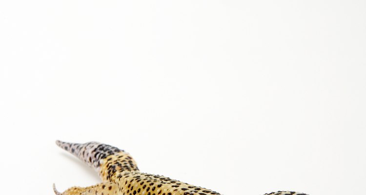 Gecko leopardo.