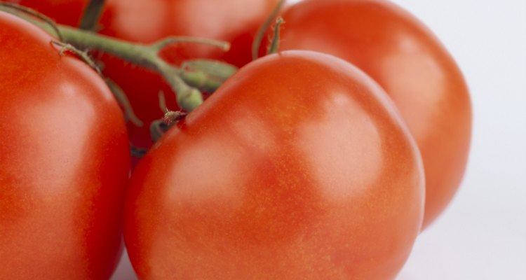 Close-up of tomatoes on the vine