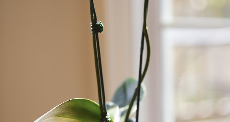 Orchids in pot