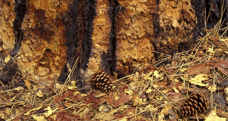 Two pine cones on the ground