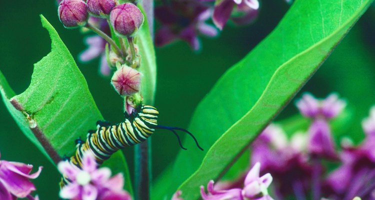 A lagarta da borboleta-monarca tem listras amarelas, brancas e pretas