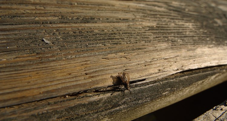 Las moscas pueden ser una molestia en tu casa o alrededor de ella.