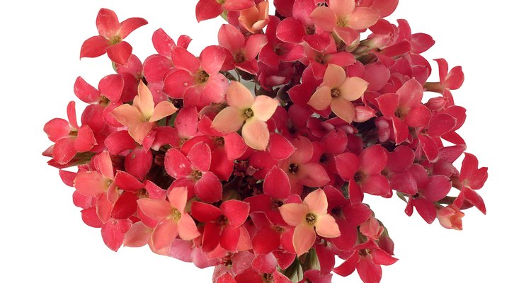 Muitas suculentas, como a flor-da-fortuna, são parentes do cacto