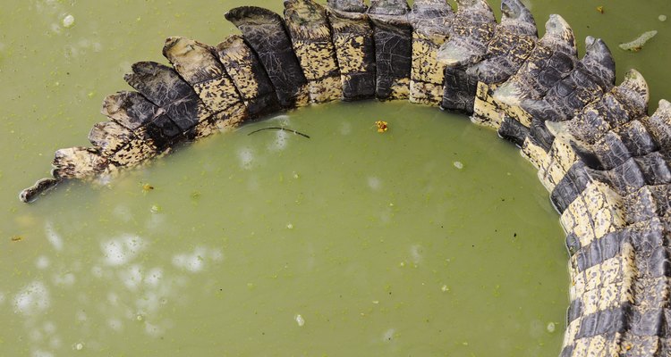 Crocodile Tail close-up