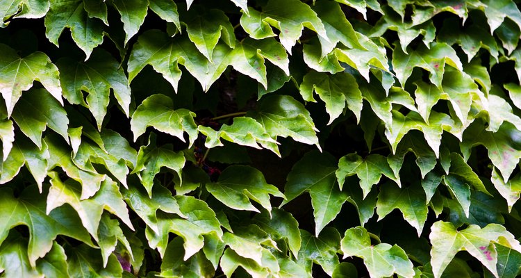 Elimina las enredaderas del patio trasero con una solución de lejía y detergente.