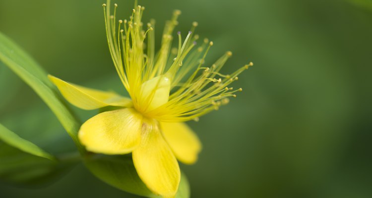 Androsaemum Flower