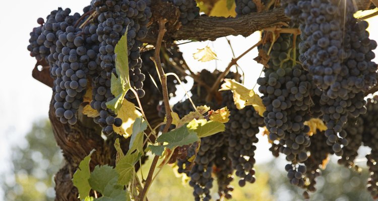 Los altos rendimientos de uva requieren la tierra adecuada.