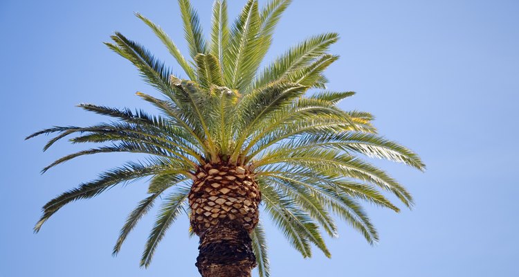 Las palmeras datileras, con troncos gruesos y altos, desarrollan enormes sistemas de raíces de gran difusión.