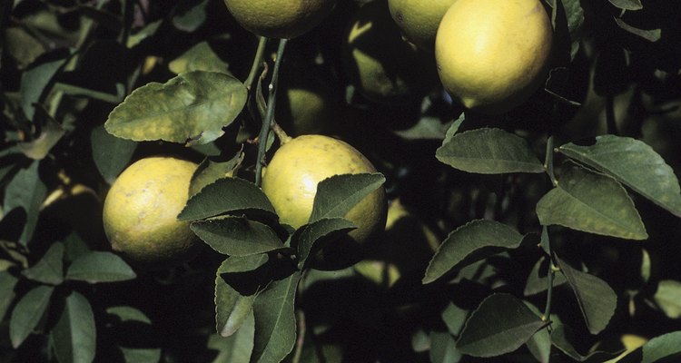 Los limoneros eureka florecen y fructifican a lo largo de todo el año.