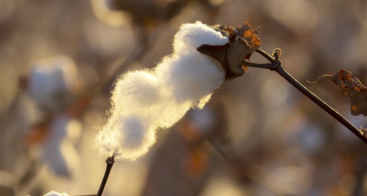 Cotton boll