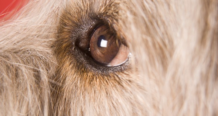 Deve-se ter muito cuidado ao cortar os cílios do cão para não cotar acidentalmente o olho do animal com a tesoura
