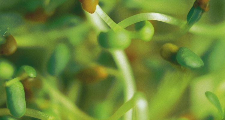 Una vez que el brote produce una hoja, la planta joven es capaz de procesar su propia comida utilizando la energía del sol, llamado fotosíntesis.