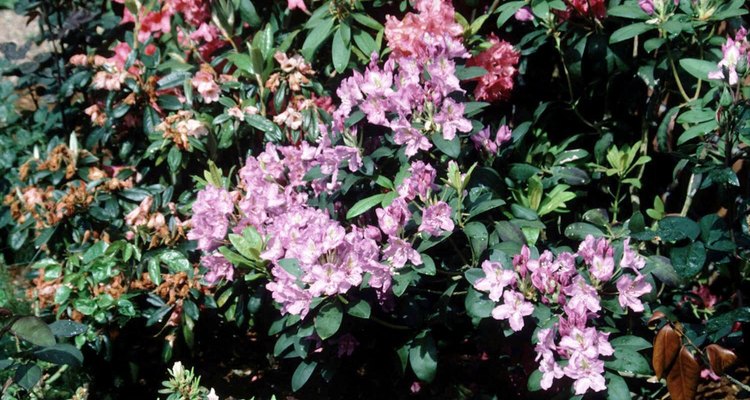 Rhododendrons grow in moderate climates with ample precipitation.
