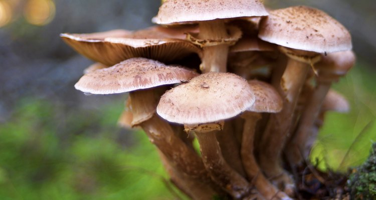 Cogumelos