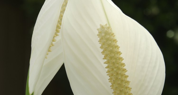 Imagen de las flores que produce el Lirio de la paz