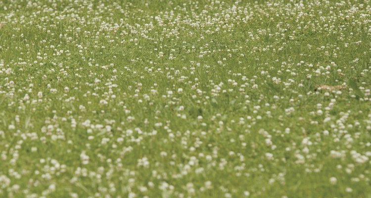 Clover can overrun a horse pasture.