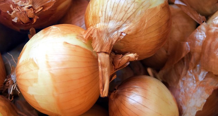 Las células de cebolla son una de las opciones clásicas para el estudio en los niveles iniciales del trabajo de biología en laboratorio.