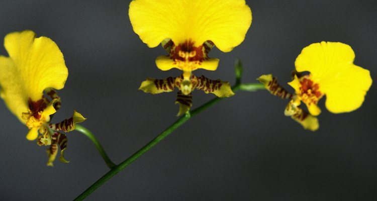 Las orquídeas phalaenopsis tienen flores de varios colores.