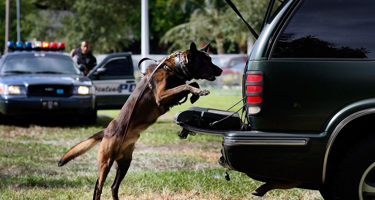 Algunos perros pueden subir de un salto a las camionetas.