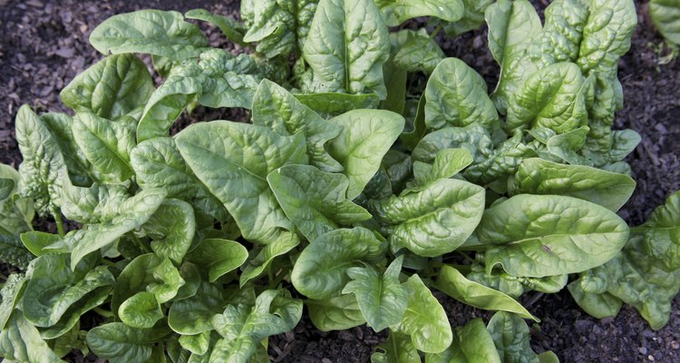 Spinach in Garden