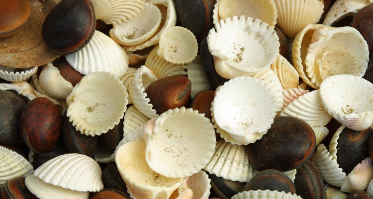 Para fazer seu colar você precisará cortar as conchas com cuidado já que elas quebram com facilidade