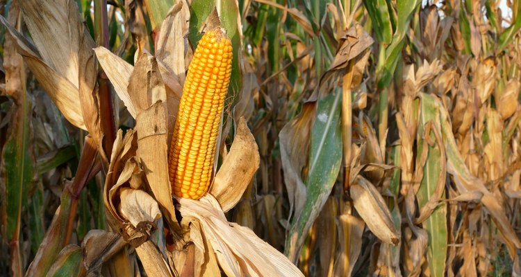 Corn plant ready for harvest