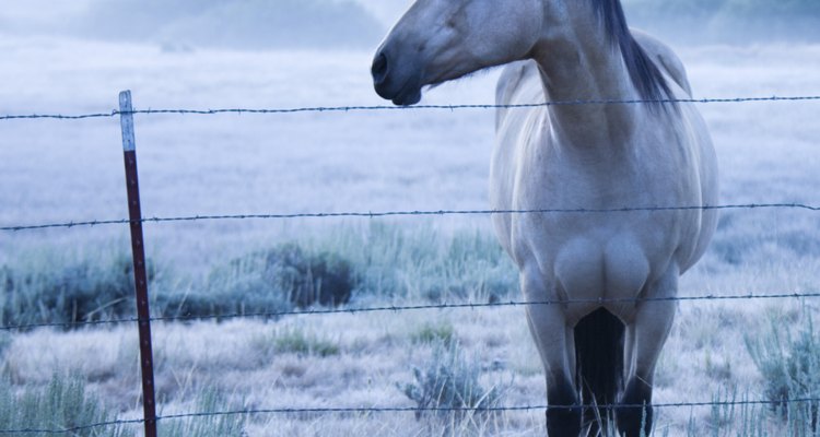 A maioria dos insetos não oferecem risco ao seu cavalo