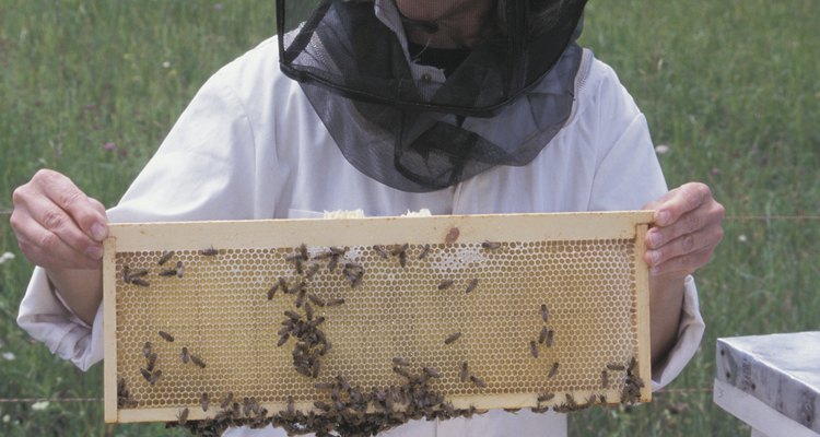 Los apicultores eliminan los productos de los panales artificiales.