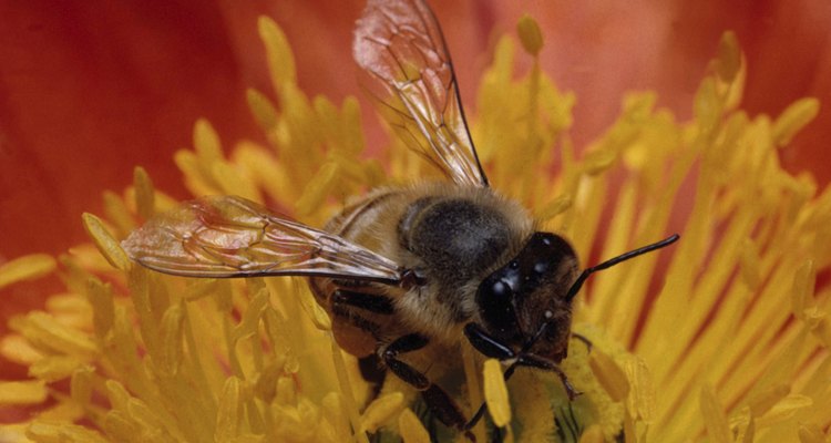 El polen de abeja contiene muchísimas vitaminas y nutrientes.